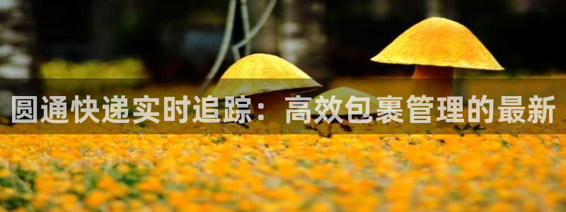 豪门国际模拟器：圆通快递实时追踪：高