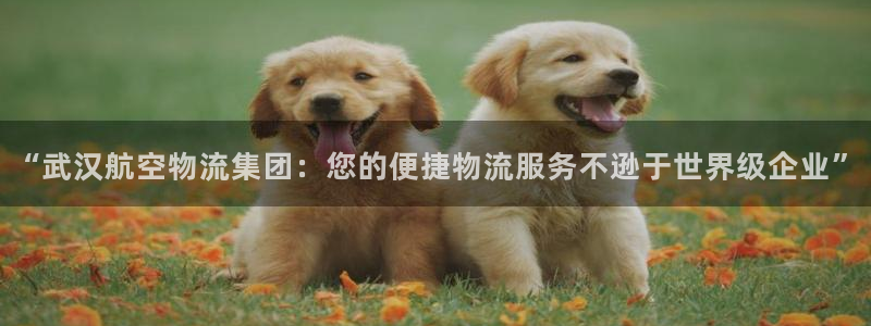 豪门国际账号注册：“武汉航空物流集团